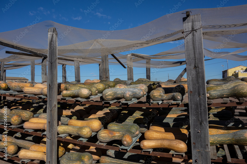 pumpkins drying on wooden shelves in the sun