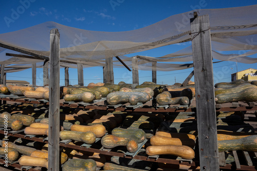Obraz na płótnie pumpkins drying on wooden shelves in the sun w salonie