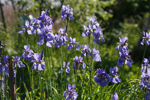 Blue and purple Siberian irises bloom in the garden on a sunny day.