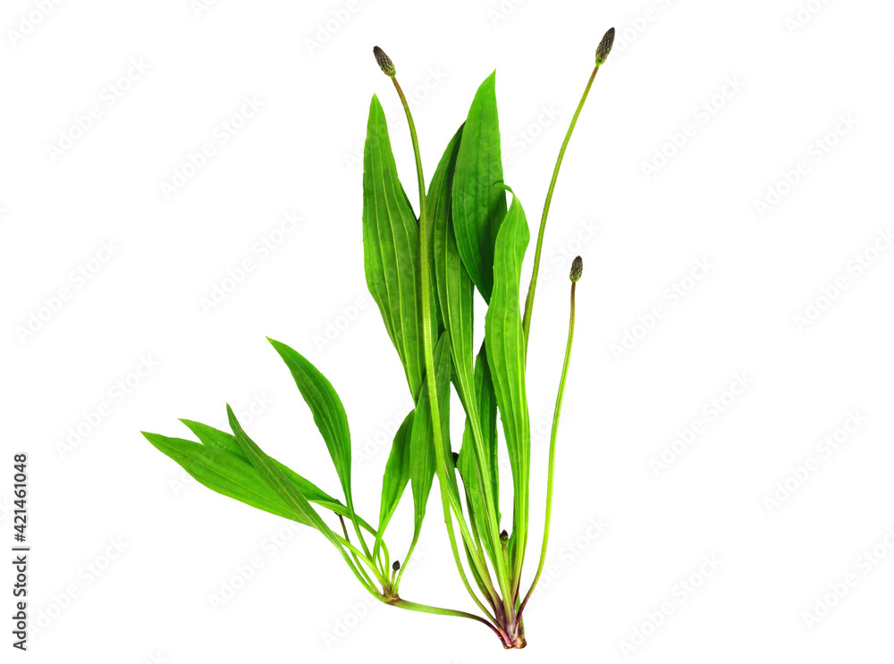 Fototapeta premium Plantago Lanceolata Medicinal Herbal Plant. Front View. Also Known as Ribwort Plantain, Narrowleaf Plantain, English Plantain, Ribleaf, Lamb's Tongue, and Buckhorn. Isolated on White.