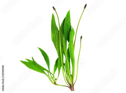 Foto Plantago Lanceolata Medicinal Herbal Plant