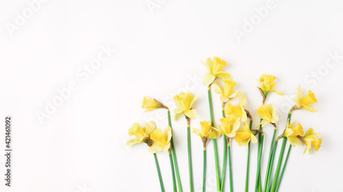 long floral banner. beautiful bouquet of fresh daffodils of yellow color on a white background. simple holiday spring greeting card, invitation card. space for text, minimalistic composition