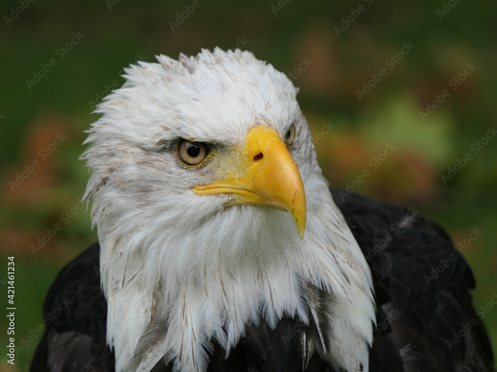 Obraz premium Weisskopfseeadler