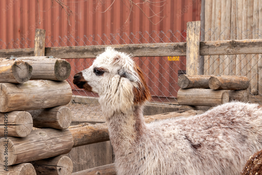 Fototapeta premium Cute and funny farm alpaca, friendly animal.