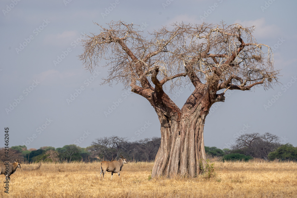 Eland in front of a Baobab tree Eland in front of a Baobab tree