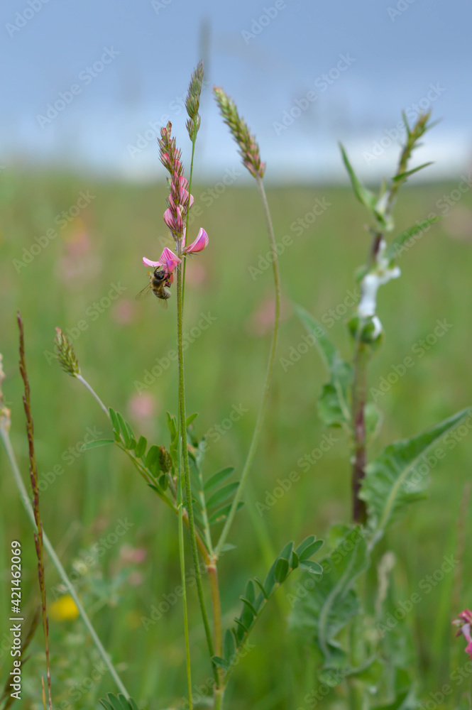 Bee on a pink wildflower in nature pollinatung Bee on a pink wildflower in nature pollinatung