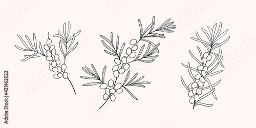 Branch of sea buckthorn. Contour vector naturalistic illustration.