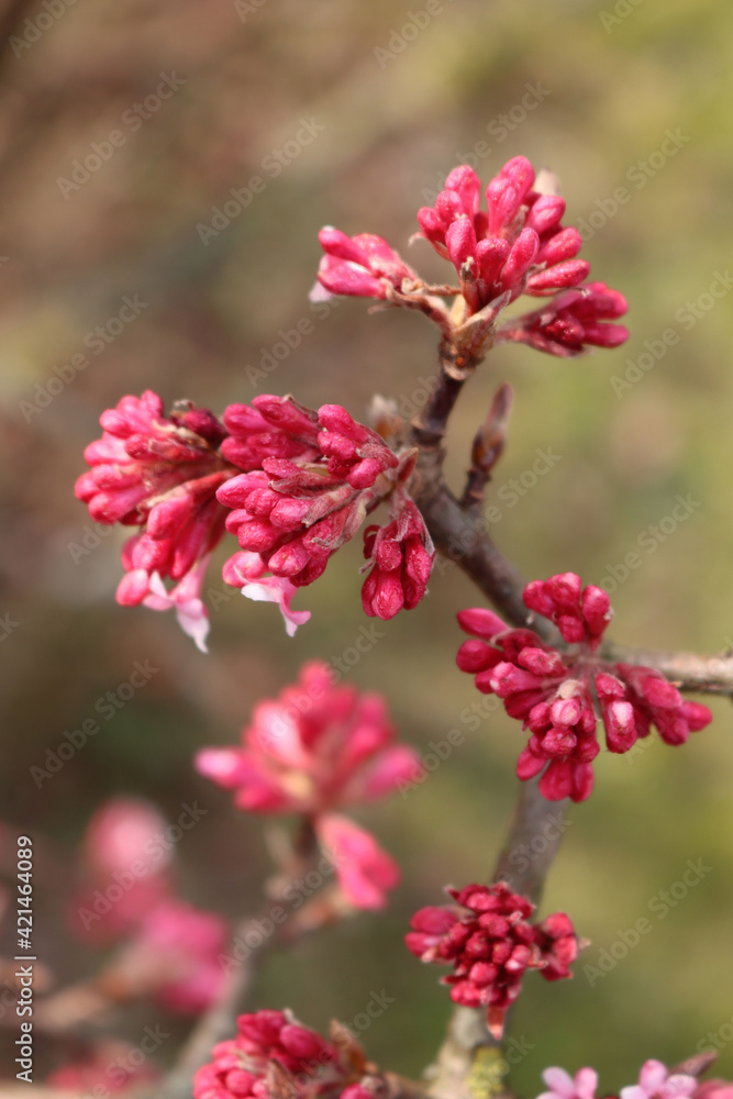 Dawn viburnum branch with pink blossoms on springtime. V. Bodnantense tree in bloom Dawn viburnum branch with pink blossoms on springtime. V. Bodnantense tree in bloom