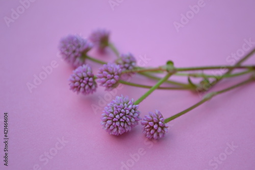 Purple flowers