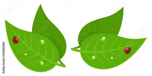 Red Ladybug And Water Drops On Green Leaf Isolated Vector Illustration Art