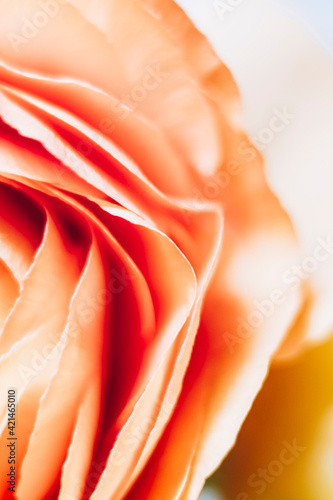 Macro de pétales de fleur orangée renoncule - Arrière plan design abstrait pétales de fleur photo