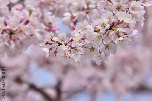 桜の開花イメージ