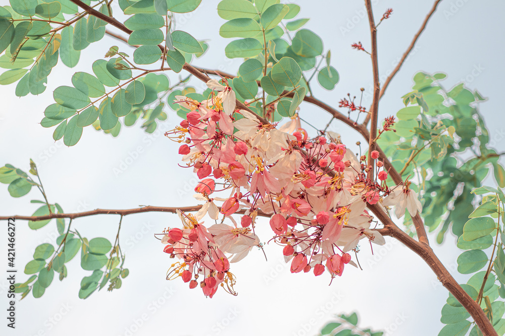 Pink flowers of Wishing Tree, Pink Shower, Pink cassia, Pink and White Shower Tree (Cassia Bakeriana) are blooming with green leaves on the branch of tree in spring season