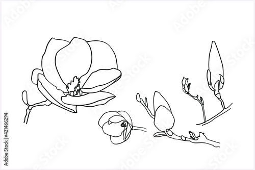Pattern of magnolia branches.Image on a white and color background.