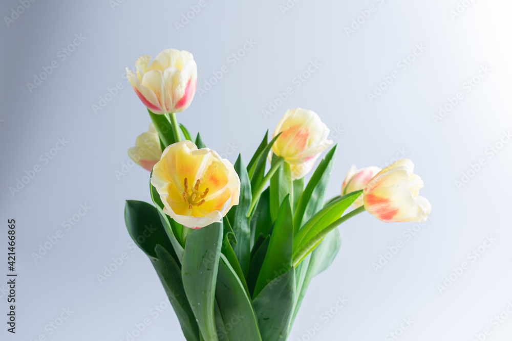 Close-up white and yellow tulips isolated on white