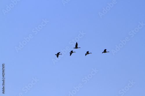 Canadian Geese in flight with a blue sky at sunset north of Hutchinson Kansas USA.