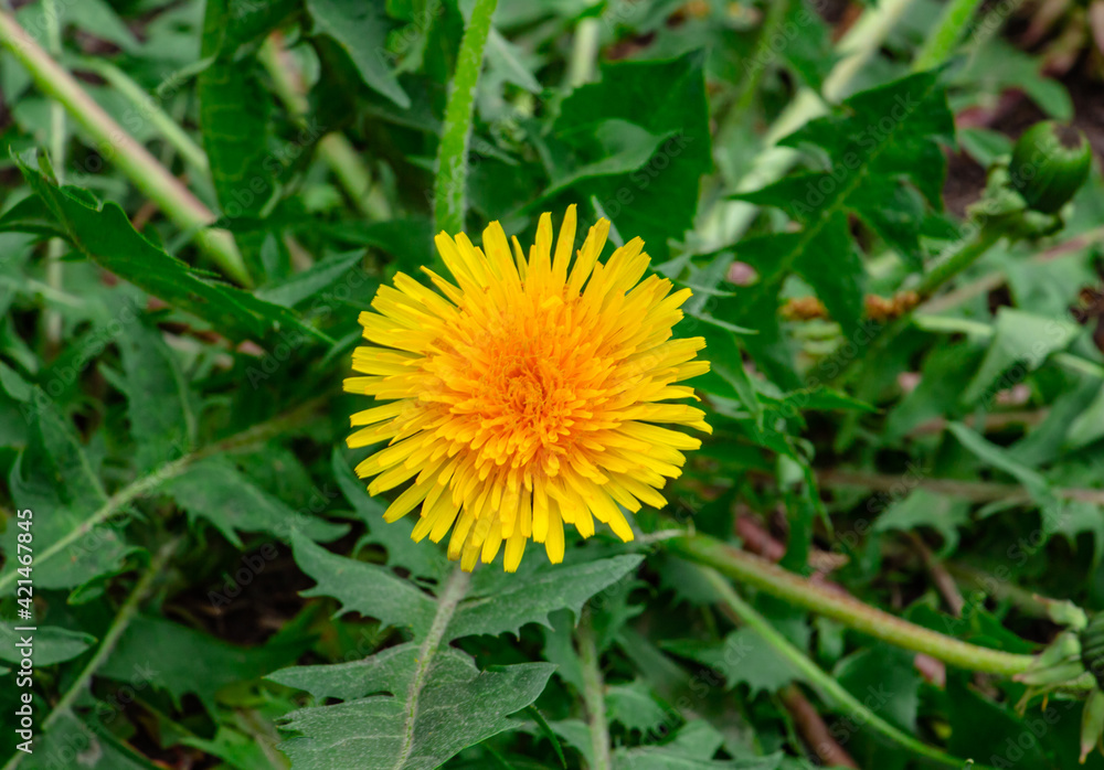 dandelion, beautiful yellow flowers in the meadow, floral background of delicate flowers dandelion, beautiful yellow flowers in the meadow, floral background of delicate flowers