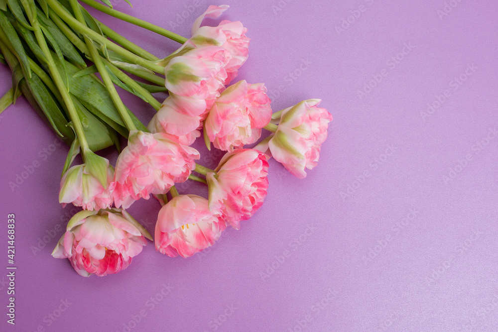 bouquet of pink tulips on a purple background bouquet of pink tulips on a purple background