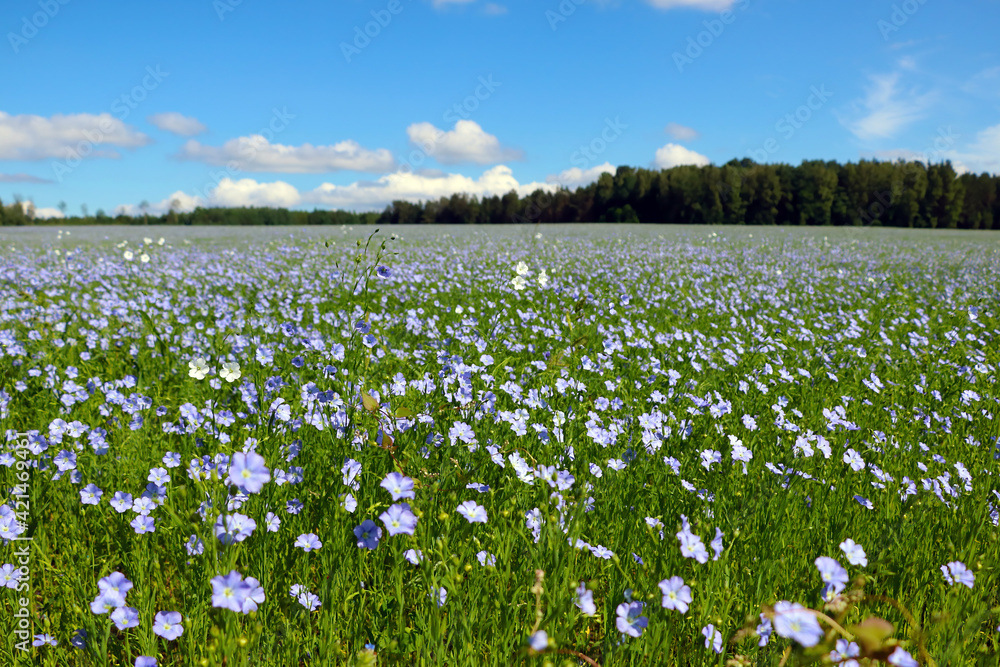 Blue flowering flax field in summer on a sunny day. Used in medicine, a useful oil.
