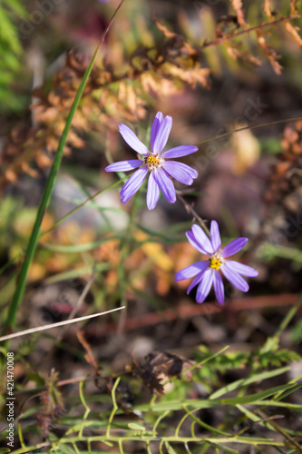 Galatella angustissima, of the family Asteraceae. photo