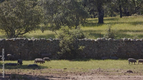 Herd of pigs in natural environment. Animals grazing in the wild free.