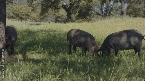 Herd of pigs in natural environment. Animals grazing in the wild free.