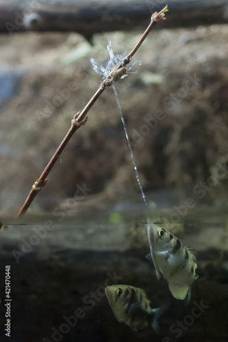 Fotografering Vertical shot of an archer fish shooting water and attacking an insect