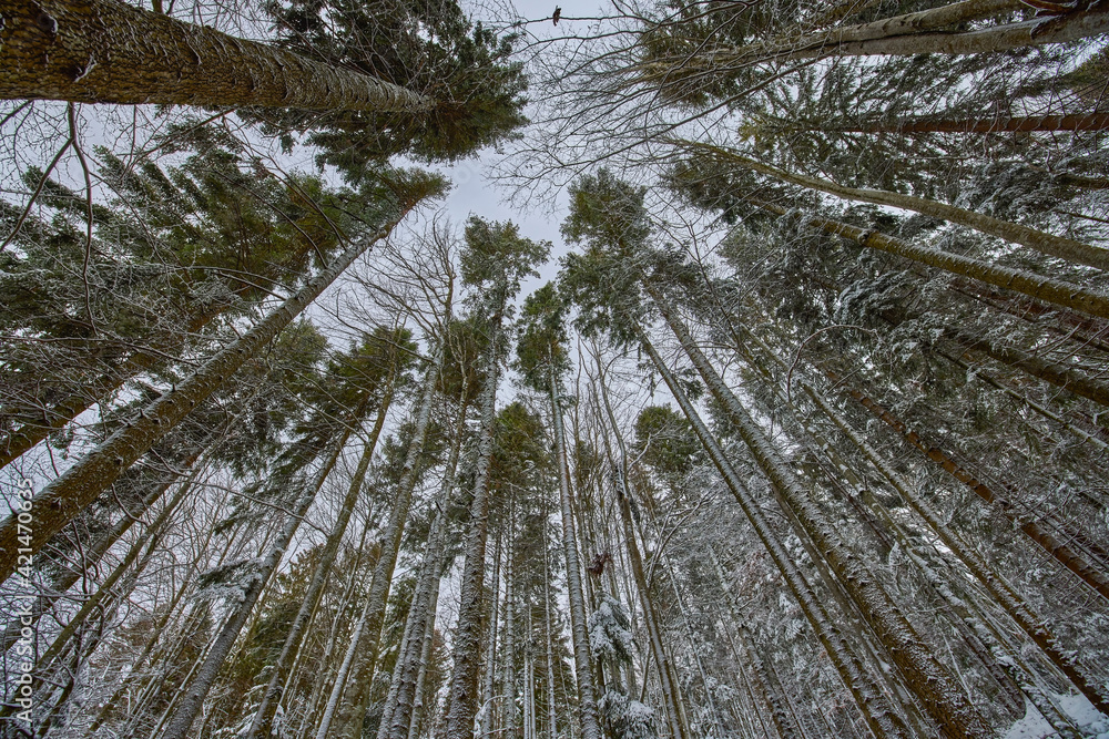 frosty winter landscape in snowy pine forest. frosty winter landscape in snowy pine forest.