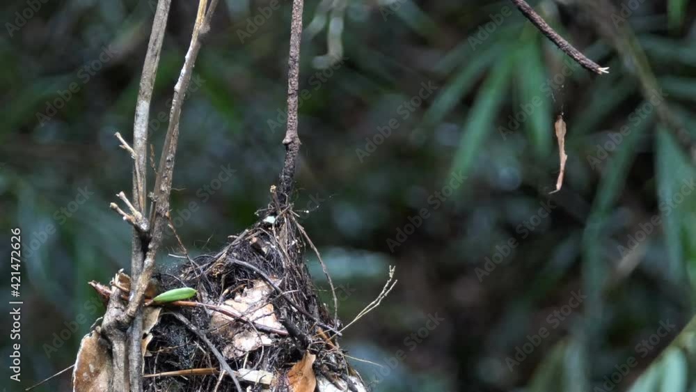 Long tailed broadbill bird in nauture Long tailed broadbill bird in nauture
