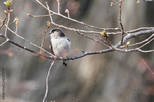 long tailed tit on the branch