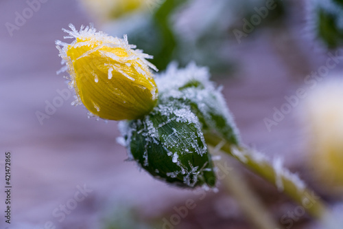 Winterling mit Raureif