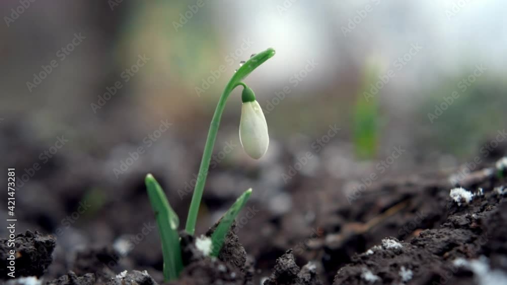 snowdrops in spring snowdrops in spring
