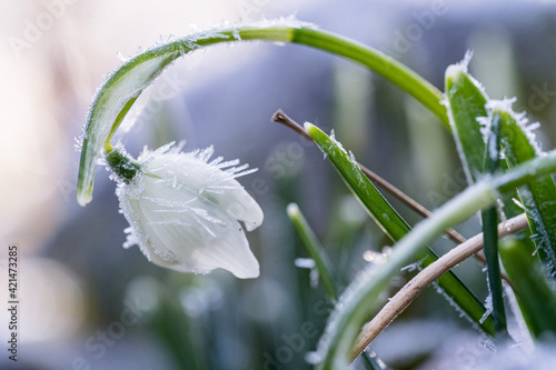 Schneeglöckchen mit Raureif am Morgen