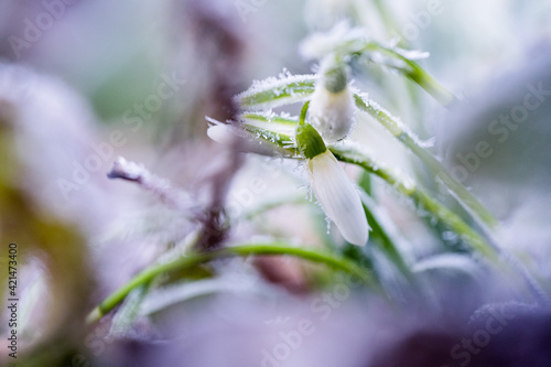 Schneeglöckchen mit Raureif am Morgen