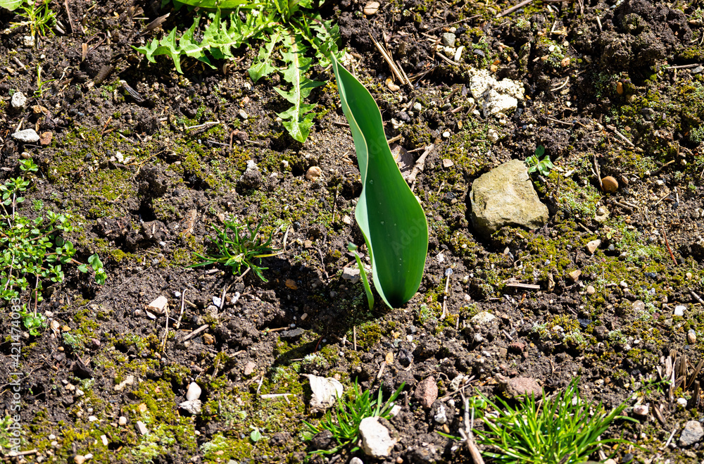 Tulpengrün