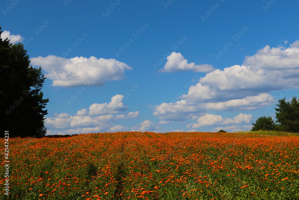 Blooming field of calendula on a sunny summer day.