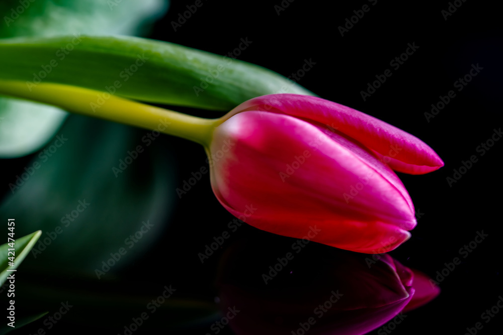 Tulpe