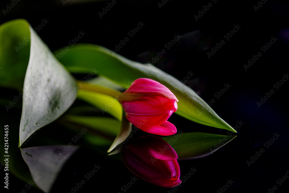 Tulpe