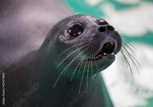 Baikal seal or Nerpa endemic of lake Baikal looking at the camera with huge clever eyes photo