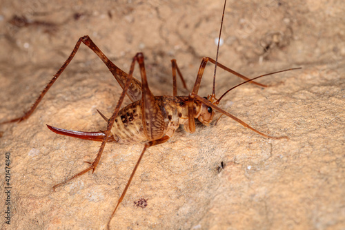 Cave Cricket, Kosciusko NP, NSW, March 2021