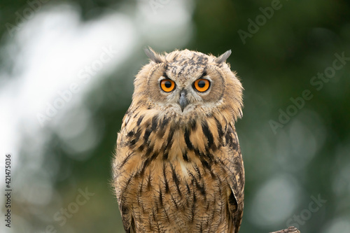 Eurasian Eagle Owl head, Bubo bubo, a large species of Eagle Owl. Sit in a tree, red eyes staring at you. One of the largest species of owls