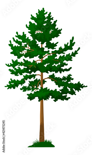 Green Pine Tree photo