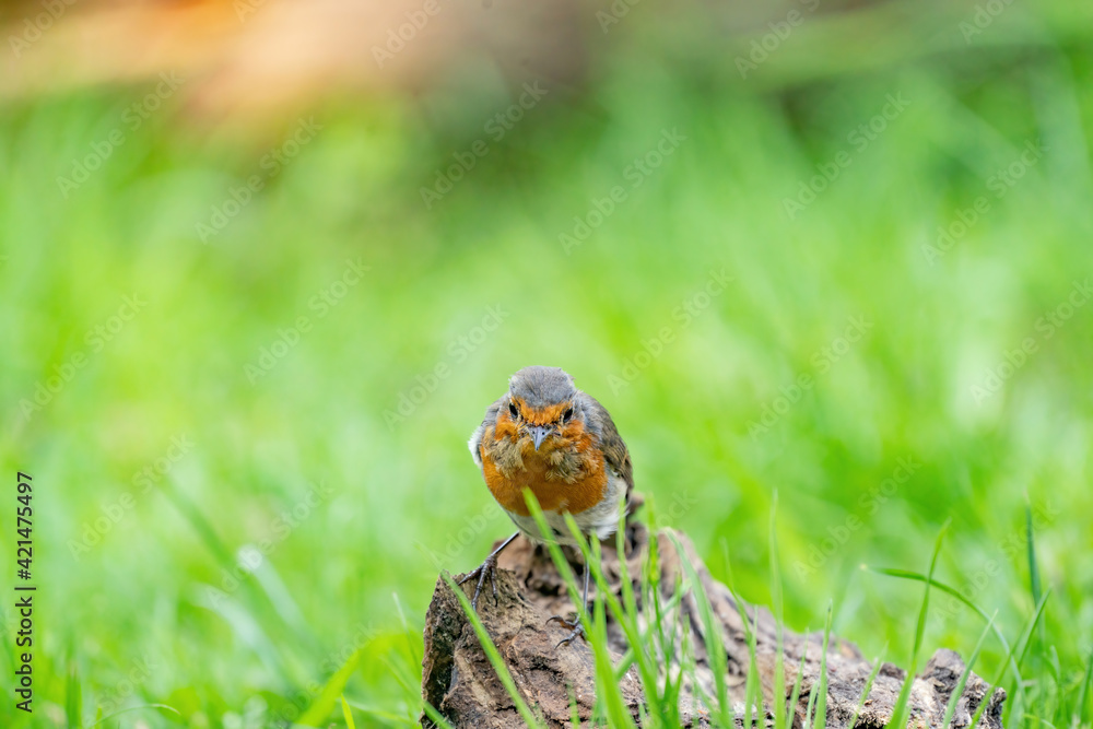 Close-up portrait of an European robin on a wood trunk in a forest during summer. Natural background Close-up portrait of an European robin on a wood trunk in a forest during summer. Natural background