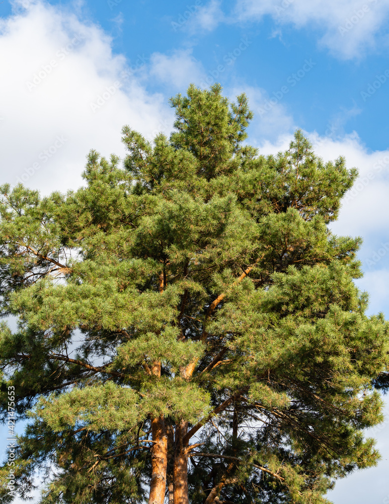 Scots pine Pinus sylvestris against blue sky in November. Sunny day in autumn garden. Evergreen landscaped garden. Nature concept for design.