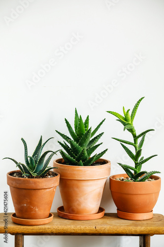 Different types of Aloe Home plant Succulent on wooden table on white wall background