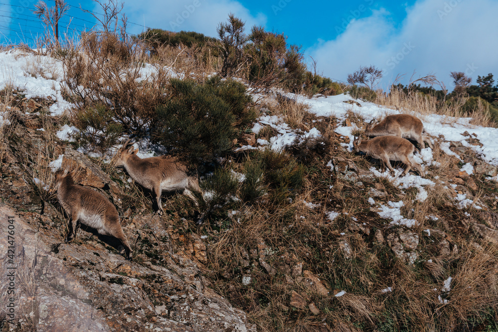 Cabras montesas en la naturaleza Cabras montesas en la naturaleza