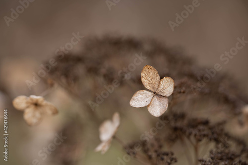 dry and delicate hydrangea flowers, selective focus © Olexandr