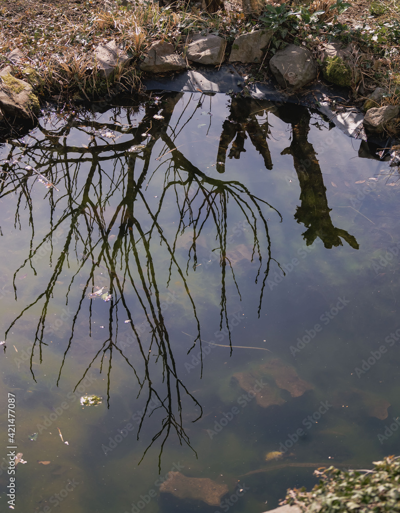 Teich