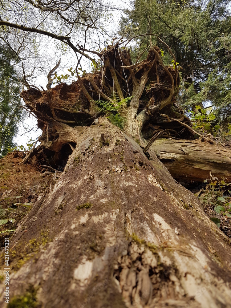 Fallen tree