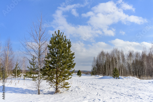 Wallpaper Mural Winter forest landscape with blue cloudy skies, evergreen pines, birches and pure white snow. A bright photo on a cold jingle day in January. Clean air, peace and quiet. Middle Ural (Russia)  Torontodigital.ca